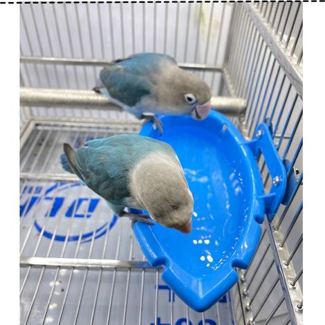 2 pièces Cage à oiseaux Bain d'oiseaux Petits perroquets Accessoires de baignoire suspendue Baignoire multifonctionnelle/mangeoire Compatible avec les perruches/canaris (Bleu) 18×1 (1/5)