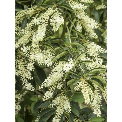 Clethra barbinervis Pot de 3L/4L (1/2)