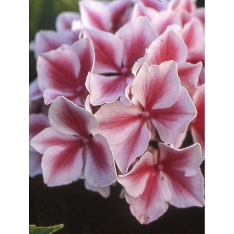 Hortensia 'Lady Nobuko' Pot de 2L/3L