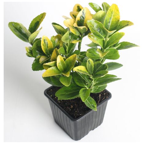 Evonimo giapponese "Euonymus japonicus Aureomarginatus" pianta da siepe sempreverde in vaso bio 8