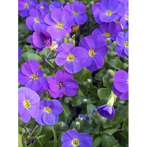 Aubriète 'Kittee Bleu Blue' Godet de 8/9 cm (1/2)