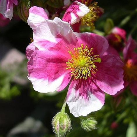 4 x Hélianthème - Helianthemum 'Raspberry Ripple' - godet 9x9 (1/5)