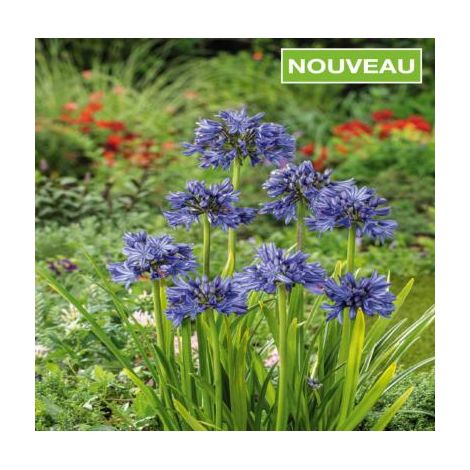 AGAPANTHE UMBELLATUS BLEUE- 3 GODETS