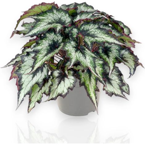 Gardenaria Begonia rex 'Green Valley' - Pianta da interno ornamentale - Altezza: 25 cm (vaso 13) (1/5)