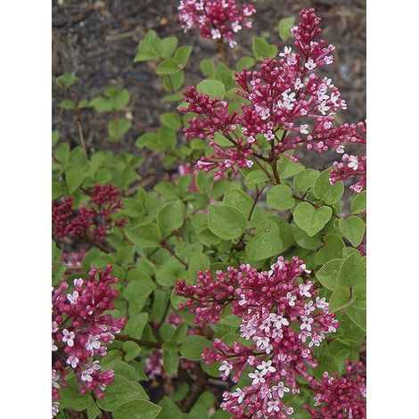 Lilas de Chine 'Red Pixie' Pot de 3L/4L (1/4)