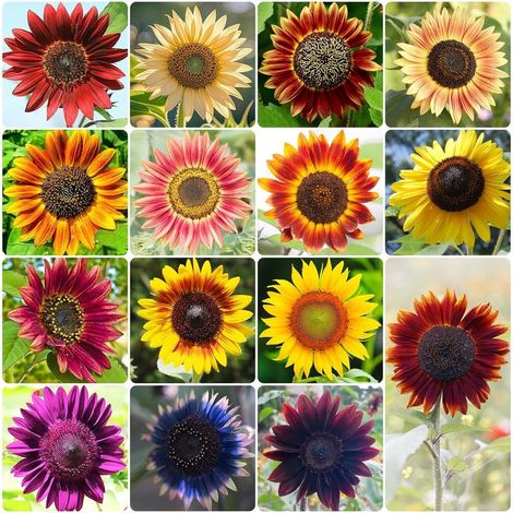 50 pièces Graines de Tournesol à Semer – Jardin Fleuri & Attire Abeilles Papillons (1/5)