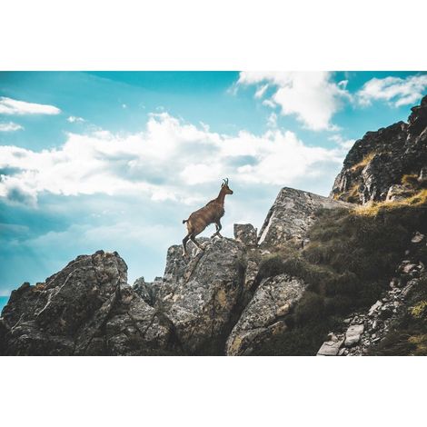 Tableau sur toile Chamois 30x45 cm - Impression sur Toile Murale Décorative - Image imprimée en HD sur Toile - Toile sur Châssis en Bois FSC - Fabriqué en France (1/5)