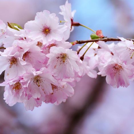 Cerisier du Japon Kiku Shidare Zakura, Cerisier à fleurs/Pot de 30L - Tige 8/10 (1/3)
