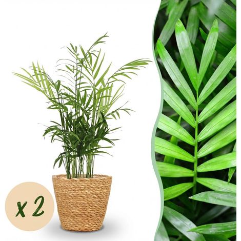 Lot de 2 Palmiers Chamaedorea elegans avec Panier Plante d'Intérieur Pet-friendly Vert 15cm - PANGIVO (1/5)