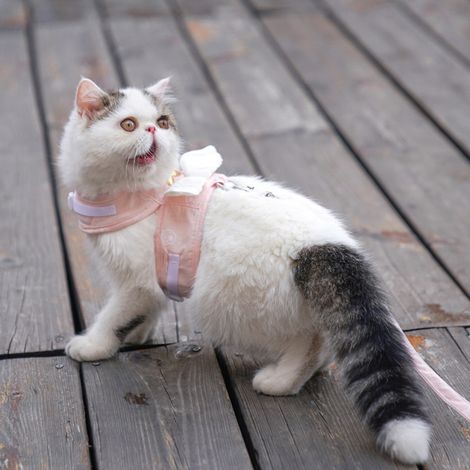 Harnais pour chat avec laisse réglable 4 saisons, gilet universel mignon avec ailes d'ange avec corde de traction de 1,5 m pour chaton rose clair XL (2,5 à 4 kg / 5,5 à 8,8 lb) (1/5)
