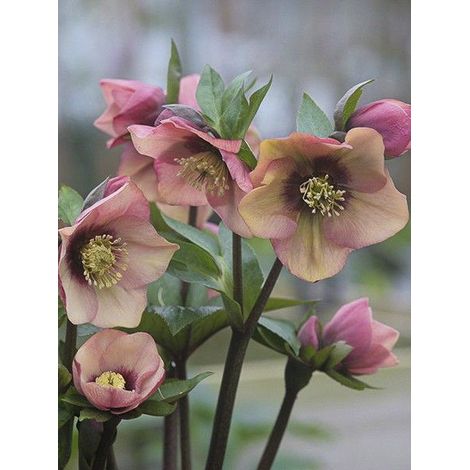 Hellébore orientale 'Peach with Dark Center' Pot de 2L/3L (1/2)