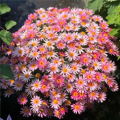 Graines de marguerite rose (2000 graines),graines de fleurs ornementales pour jardin, naturellement parfumées,floraison longue durée, engrais inclus. (1/5)
