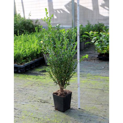 Bosso "Buxus Microphylla Faulkner" Pianta in Vaso 2 Litri h 40/50cm