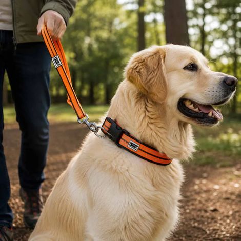Collier réfléchissant orange néoprène nylon pour chien 50/75 cm (1/3)