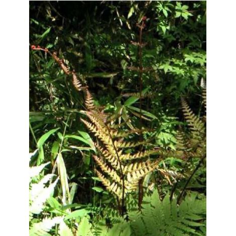 Dryopteris erythrosora Pot de 2L/3L (1/4)