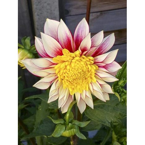 Dahlia Gpe à collerette 'Polka' Bulbe calibre I