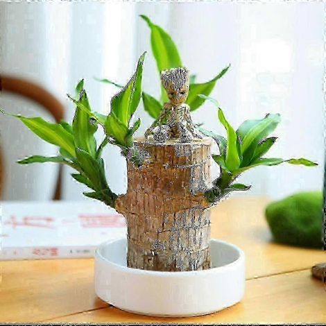 Mini Bois Porte-Bonheur du Brésil - Bambou magique à germination - Plante hydroponique en pot - Petite mini-plante - Bois Porte-Bonheur hydroponique - Idéal pour le bureau d'intérieur (1/2)