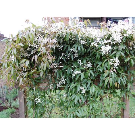 CLEMATIDE ARMANDII VASO 16CM