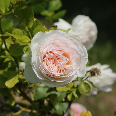 Gardenaria Rosa rampicante 'Palais Royal' - Rosa da giardino - Altezza: 100/120 cm (vaso20) (1/2)