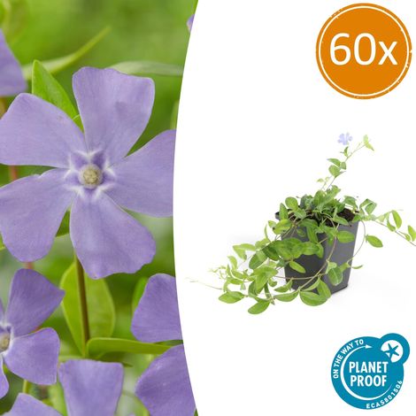 60x Vinca minor - Couvre-sol Persistant à Fleurs Bleues - Hauteur 10-25 cm - Pot Ø 9 cm - PANGIVO (1/5)