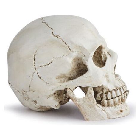 Cranio umano realistico resina – Dimensioni 19 x 10,5 x 13 cm – Decorazione di Halloween e strumento didattico di anatomia (1/5)