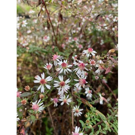 6 x Aster lateriflorus 'Lady in Black' - Aster d'automne - Pot P9 (9 x 9 cm) -