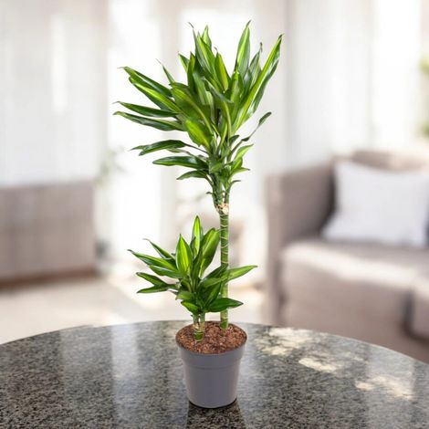 Gardenaria Dracaena fragrans 'Cintho' - Pianta da interno ornamentale - Altezza: 100 cm (vaso 19) (1/5)
