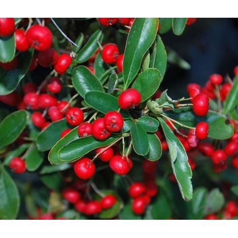 N. 3 PIANTA DI PYRACANTHA COCCINEA RED STAR BACCHE ROSSE V. 7x7 cm (FOTO REALI)
