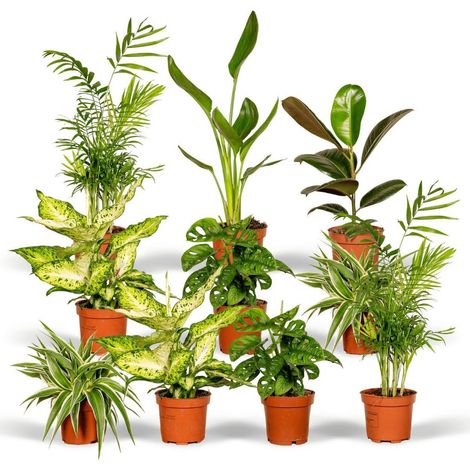 Coffret Surprise Plantes d’Intérieur Variées Lot de 10 Plantes 12 à 35 cm en Pot Plastique - PANGIVO (1/5)