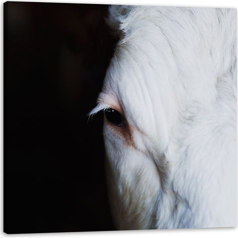 Leinwanddruck „Tieraugen“, 50 x 50 cm