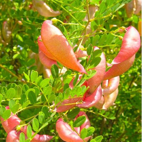 Baguenaudier (Colutea arborescens)