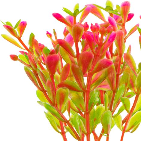 Pianta artificiale decorativa rosa fluorescente per acquario (1/5)