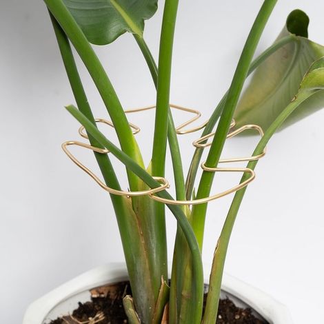 Monstera-Pflanzenstammstütze, 5 Stück, robuste Stabilisierungsstütze, einzigartiges Design für Kletterpflanzen, ideale Stütze für üppiges Wachstum (gold)
