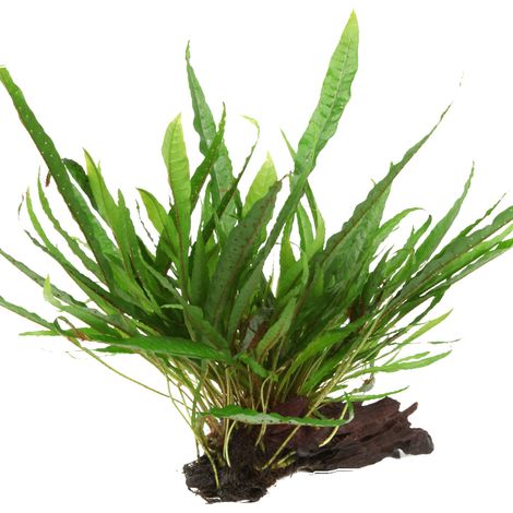 Aquarium Pflanze Microsorum pteropus Javafarn auf Wurzel Tropica Nr.008 YWS