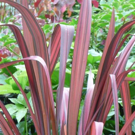 Lin de Nouvelle-Zélande 'Evening Glow' Pot de 4L/5L