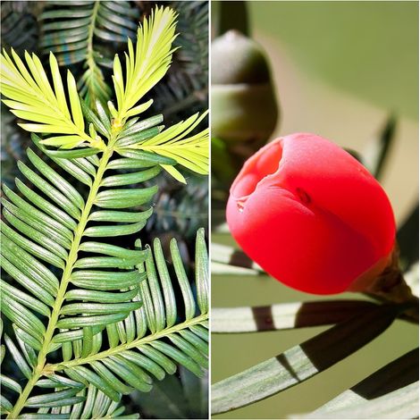 Pack de 4 Plantas de Tejo Taxus Baccara. Ideal para Formar Setos y Bonsai