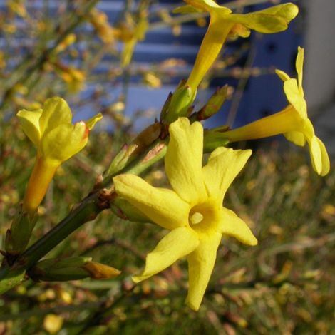 Jasmin d'hiver - Jasminum nudiflorum  - 50-60 cm pot