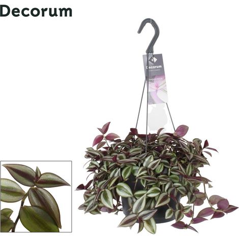 Tradescantia Zebrina Purpusii plante d’intérieur feuillage panaché retombant pot 17 cm hauteur 30 cm - PANGIVO