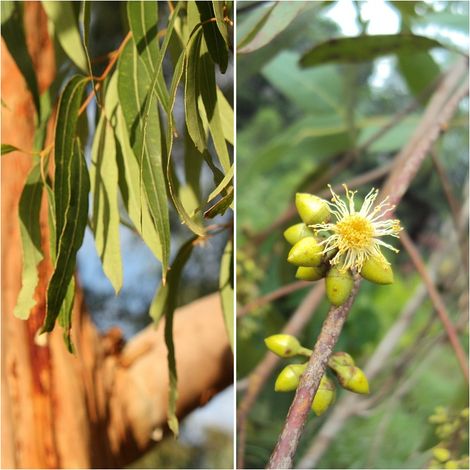 Semillas de Eucalipto Rojo. Eucalyptus Camaldulensis. 10 Gramos