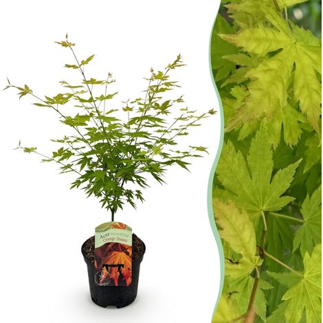 Érable du Japon Acer palmatum Orange Dream, Plante de Jardin et Terrasse, Pot 19 cm, Hauteur 70 cm - PANGIVO (1/5)