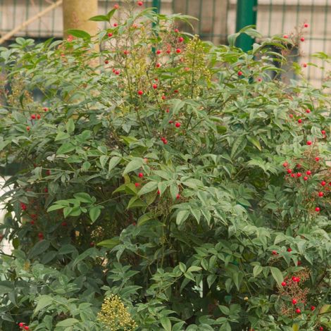 Bambou sacré Gulf Stream, Nandina/Pot de 3L - 20/40 cm (1/4)