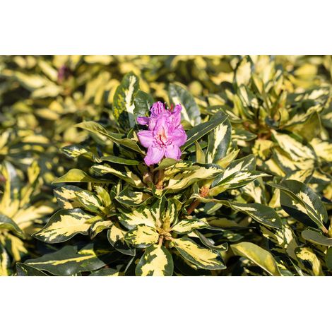 Rhododendron 'Blattgold' Rhododendron Hybr. 'Blattgold' C 5 30- 40 (1/5)