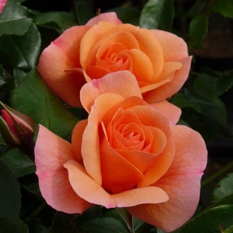 2 x Rosa  - Rose grimpante Kordes - Rosa 'Aprikola'