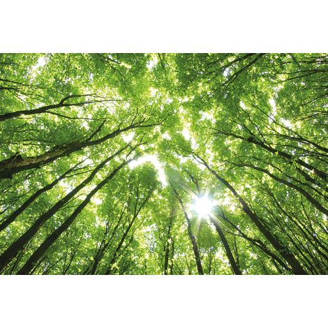 Papier peint panoramique forêt verte idéal salon | Tapisserie panoramique arbre avec rayon de soleil | Papier peint panoramique pour cage d'escalier - 384 X 260 cm (8 pièces) (1/2)