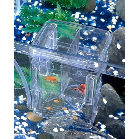 Caja de plástico transparente para la cría de peces y camarones en acuarios, ideal para guppies y peces agresivos. (1/5)