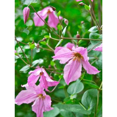 Clématite integrifolia 'Hendryetta' Pot de 2L/3L