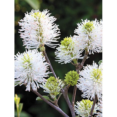 Forthergilla gardenii Pot de 3L/4L (1/2)
