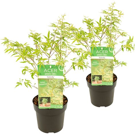 Bloomique - Lot de 2 - Acer palmatum 'Butterfly' - Érable du Japon - Feuillage panaché - Résistant au froid - 40-50 cm de Haut - Pot 15 cm
