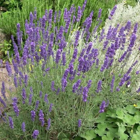 12 plants de Lavandula angustifolia 'Hidcote' (Lavande) – Parfumée et résistante à l'hiver (Pour 2 m², pot de 9 x 9 cm) (1/4)
