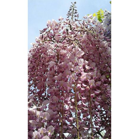 Wisteria floribunda 'Rosea' - Pianta GLICINE rosa rampicante H 190cm fiori